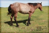 Leos Roan Sugar MA